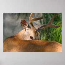 deer poster