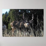Deer Poster