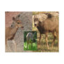 Deer Raspberries III Postcards