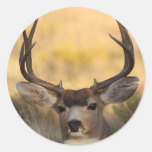 deer round sticker