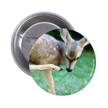 Deer - Scratch that Itch Pinback Button