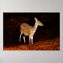 Deer So Shy Poster