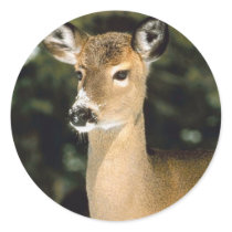 Deer