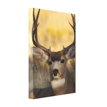 deer stretched canvas prints