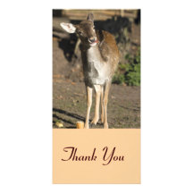 Deer Thank You Photocard Photo Card