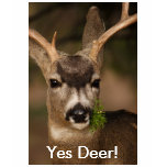 deer t-shirts