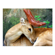 Deer with Felt Antlers Postcard