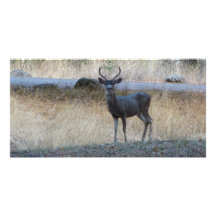 Deer with Heart shaped antlers Photo Cards