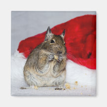 Degu avec l'aimant de fête de chapeau de Père Noël