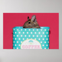 Degu inside Coffee Tin Print