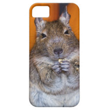 Degu mignon mangeant la caisse de l'iPhone 5 Coques Case-Mate iPhone 5