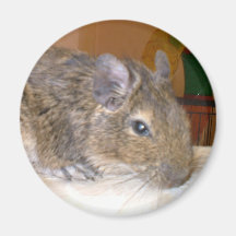 Degu Relaxing Magnet