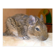 Degu relaxing Postcard