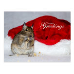 Degu & Santa Hat Season's Greetings Postcards postcards
