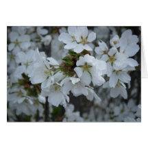 "Delicate Blossoms" Cards
