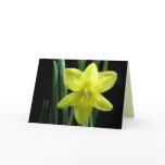 Delicate Daffodil Birthday Cards