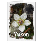 Delicate Flower on the Rocks; Yukon Souvenir Cards