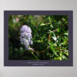 Delicate Flower Posters