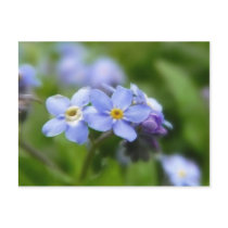 Delicate Forget Me Not Flowers Postcard