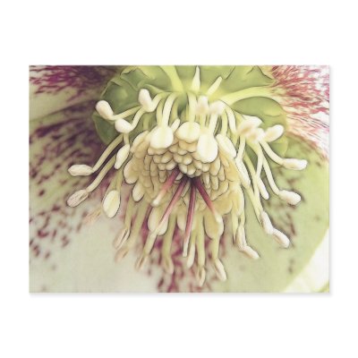 Delicate Hellebore Blossom Post Card by Pretty_World