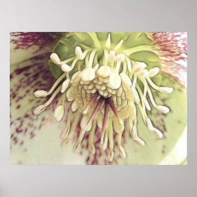 Delicate Hellebore Blossom Print by Pretty_World
