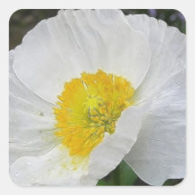 Delicate Iceland Poppy Flower Square Stickers