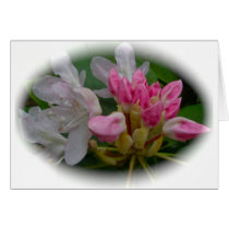 Delicate Pink Azaleas Greeting Cards