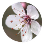 Delicate Pink Cherry Blossom Stickers