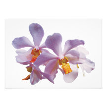Delicate Pink Orchids Personalized Invitation