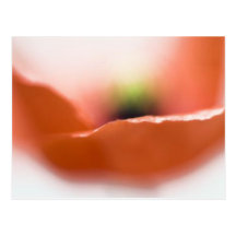 Delicate Poppy Postcard