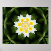 Delicate Poster