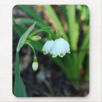 Delicate White Alleghany Spurge Flowers