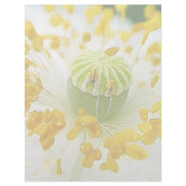 Delicate White Poppy