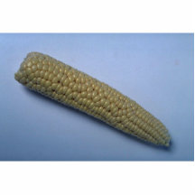 Delicious Corn cob Acrylic Cut Out