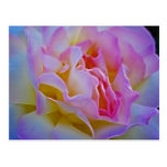 Delicious rose and meaning post card