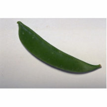 Delicious Snow pea Acrylic Cut Out