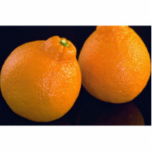 Delicious Tangerines Acrylic Cut Out
