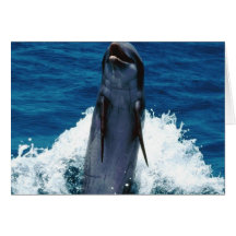 Delightful Dolphin Greeting Card