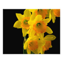 Delightful Yellow and Orange Daffodils Photo