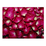 Delphinium  flowers post card
