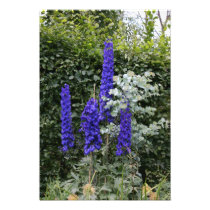 Delphinium Art Photo