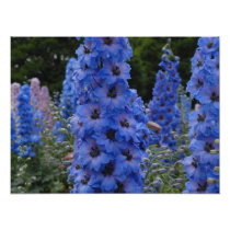 Delphinium Photograph