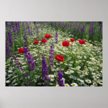 Delphinium Poppies Daisies Poster FROM  14.95