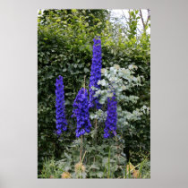 Delphinium Print