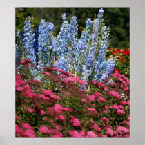 Delphinium Row, S Cyr Print