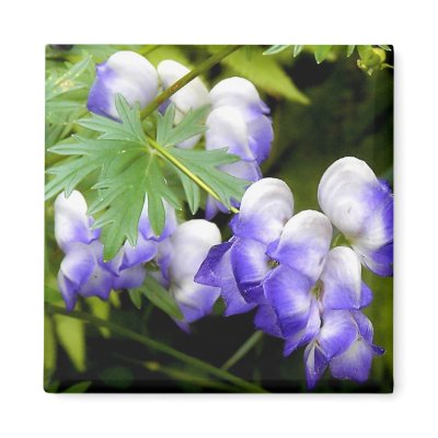 Delphinium Square Magnet by PerennialGardens