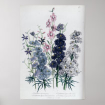 Delphiniums, from 'The Ladies' Flower Garden'
