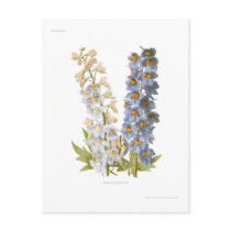 Delphiniums Post Cards