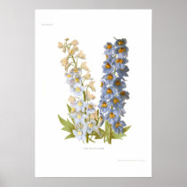 Delphiniums Posters