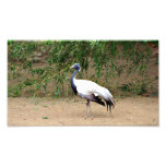 Demoiselle Crane Photo Print
